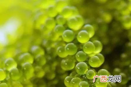 海葡萄是什么东西,海葡萄的生长过程？