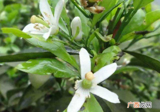 霸王花和火龙果花一样吗,霸王花跟五指毛桃哪个好？