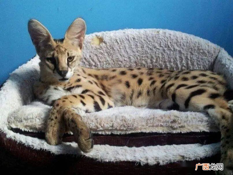 萨凡纳和薮猫的区别,攻击力最弱的猫排名？