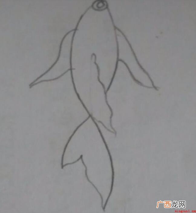 锦鲤简笔画怎么画