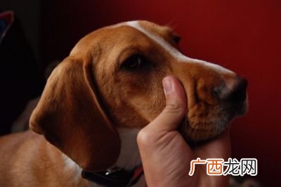 狗的耳朵有什么用,狗的耳朵有什么作用？