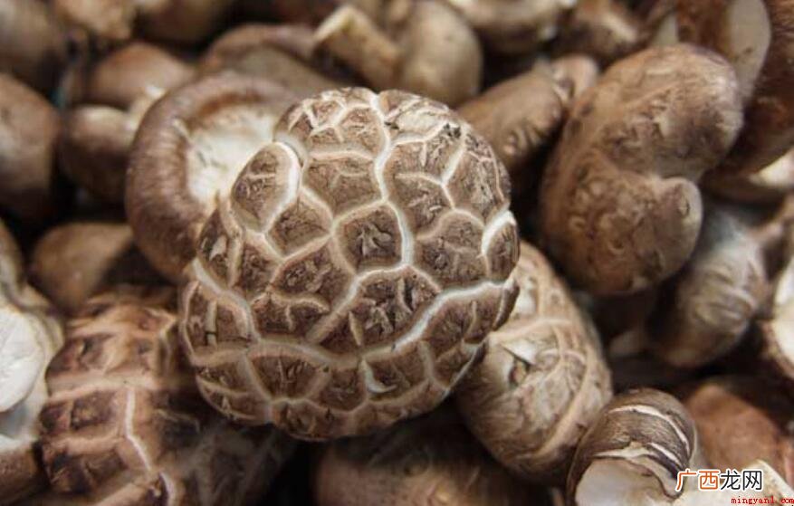 蘑菇的作用是什么_健康频道 蘑菇的功效是什么