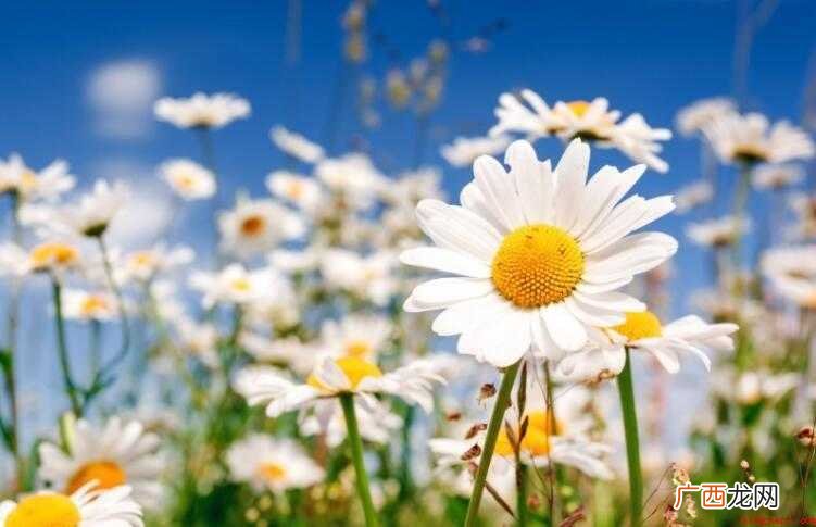 雏菊的花语和寓意是什么
