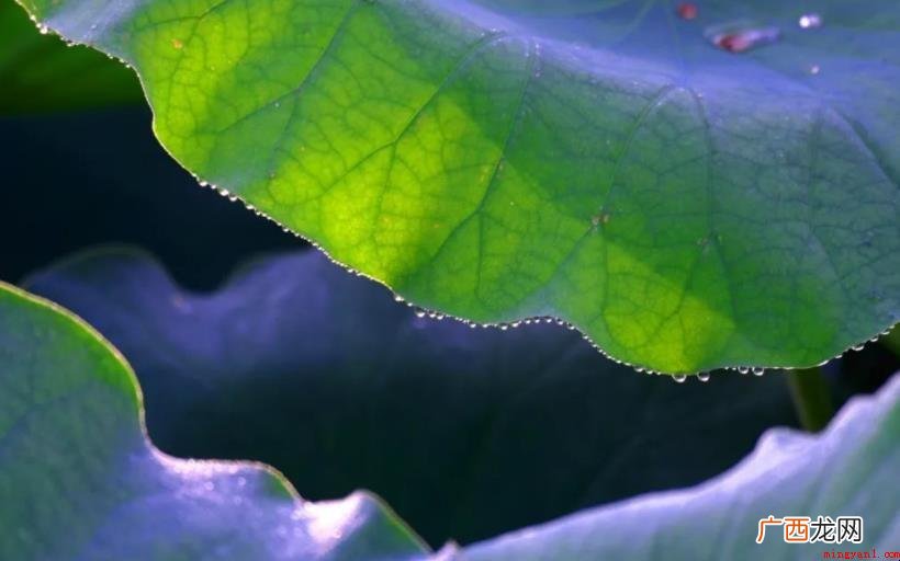 老人去世哀短句都有哪些 老人去世哀短句有哪些