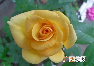 金奖章属于玫瑰还是月季,什么颜色月季花苞开黄色花？
