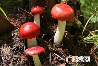 红菇的营养价值,红菇小的好还是开伞的好？
