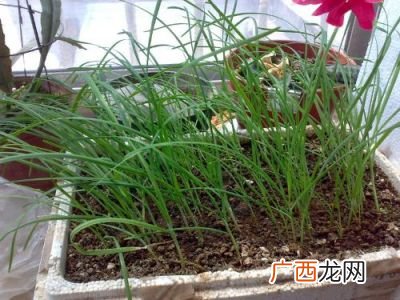 韭菜开花了还能割吗,韭菜开花了还能割吗?