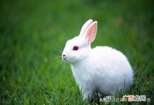 怎样分辨垂耳兔是公是母,怎么分辨兔子的公母？