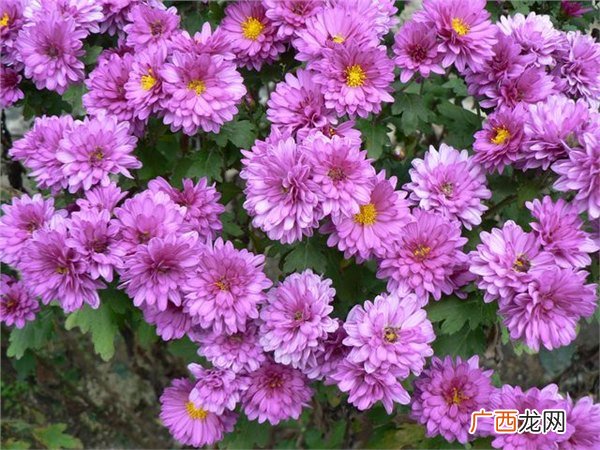 菊花属于什么植物,兰花和菊花属于哪种植物