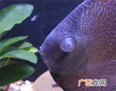 鱼蒙眼怎么办啊要怎么解决啊,水族箱中的鱼吗，蒙眼是什么原因造成的？怎么治呢？