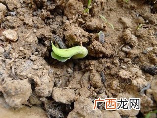 也傍桑阴学种瓜的傍是什么意思,也傍桑阴学种瓜中的傍是什么意思？