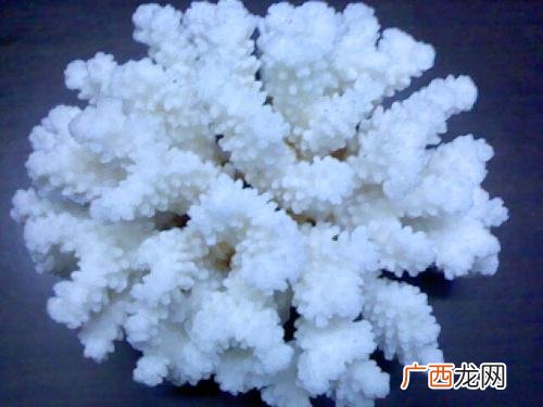 如何洗白珊瑚,白珊瑚变黑珊瑚了,很难看,求清洗方法?