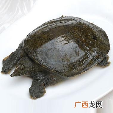 怎样养殖甲鱼,万通甲鱼养殖技术？