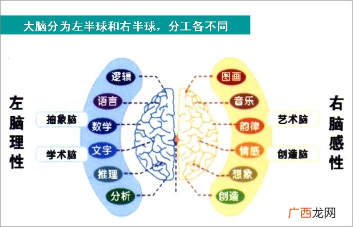右脑是什么思维,左脑管理什么右脑管理什么？