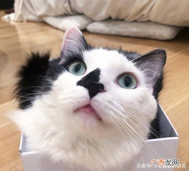 猫咪不听话怎么办,猫不听话怎么喂食？