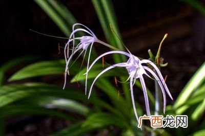关于兰花的成语,形容兰花的四字成语？