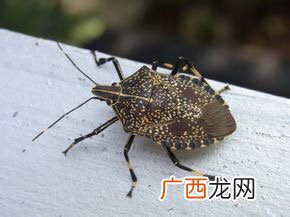 麻皮蝽为什么会进入室内,衣服上面绿色的虫卵？