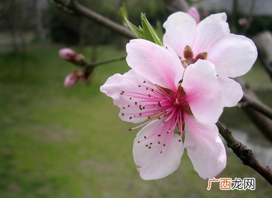 花名、颜色 秋天开的花有哪些,庭院花卉品种大全？