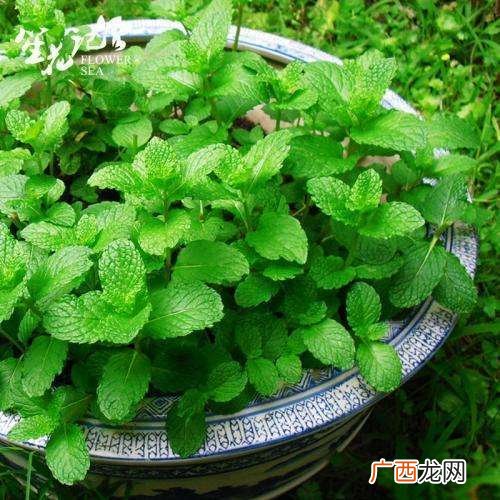 香蜂草怎么养,苹果薄荷好养吗？