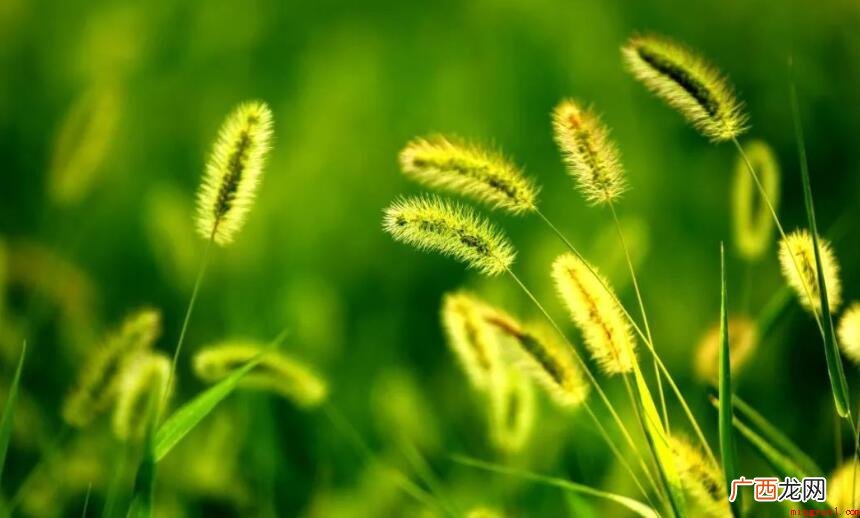 有关秋老虎是什么意思_宠物频道 秋老虎是什么意思