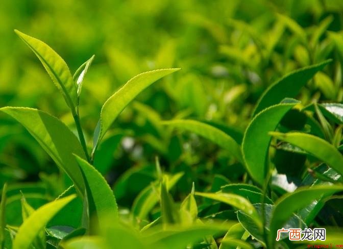 什么茶叶归属于绿茶 中国的关键六大茶类之一 哪些茶叶属于绿茶