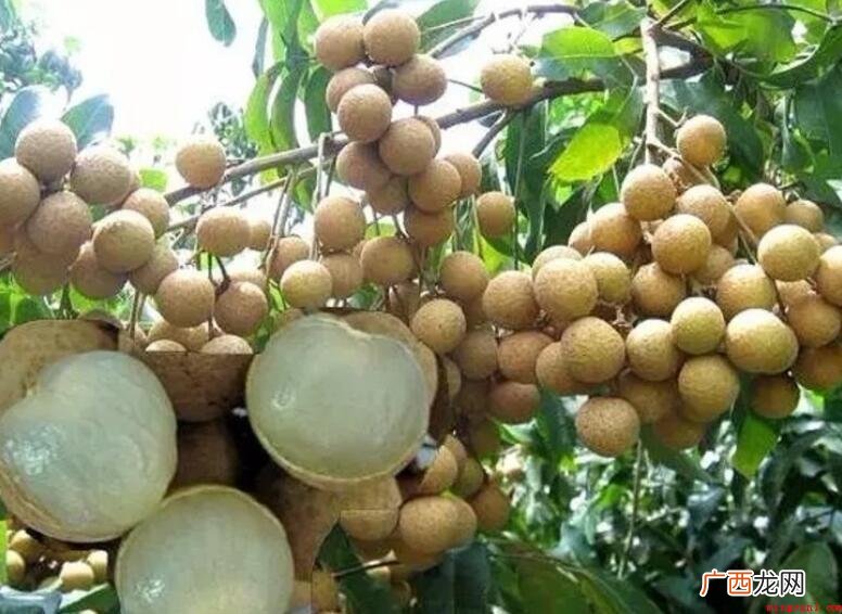 桂圆是啥季节完善_宠物频道 桂圆是什么季节成熟的