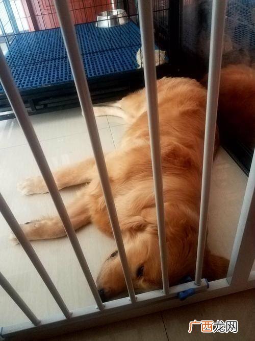 小狗拉肚子怎么办,小狗拉肚子会死吗？