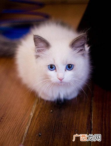 猫咪吐黄水不吃食怎么办,我家的猫咪吐黄水，不进食，不排泄，求救？