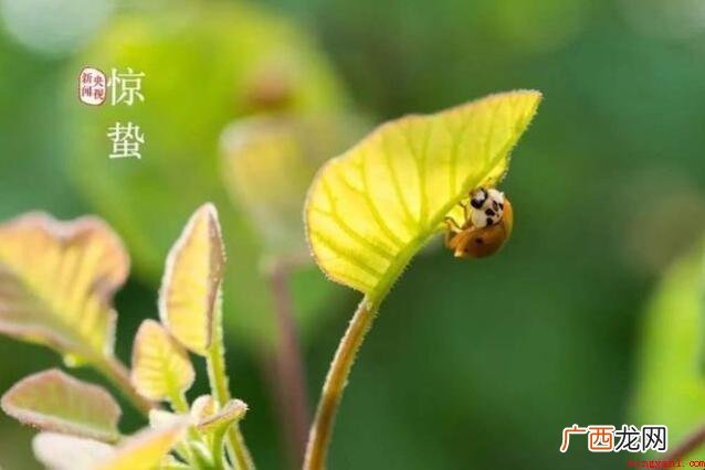 描写寒露的诗有哪些 春天的诗词不计其数 描写惊蛰的诗有哪些