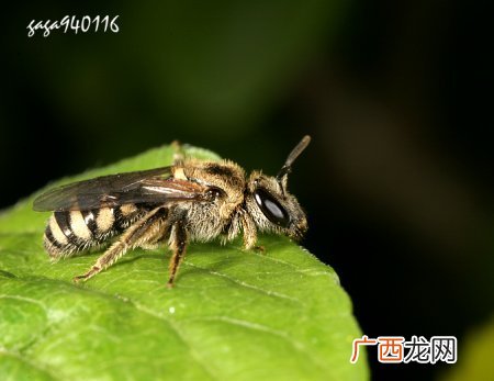 切叶蜂的本领,昆虫记中切叶蜂的特点概括？