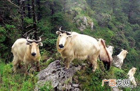 陕西佛坪在哪里,佛坪县那里有好玩的地方?
