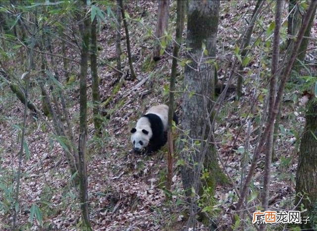 陕西佛坪在哪里,佛坪县那里有好玩的地方?