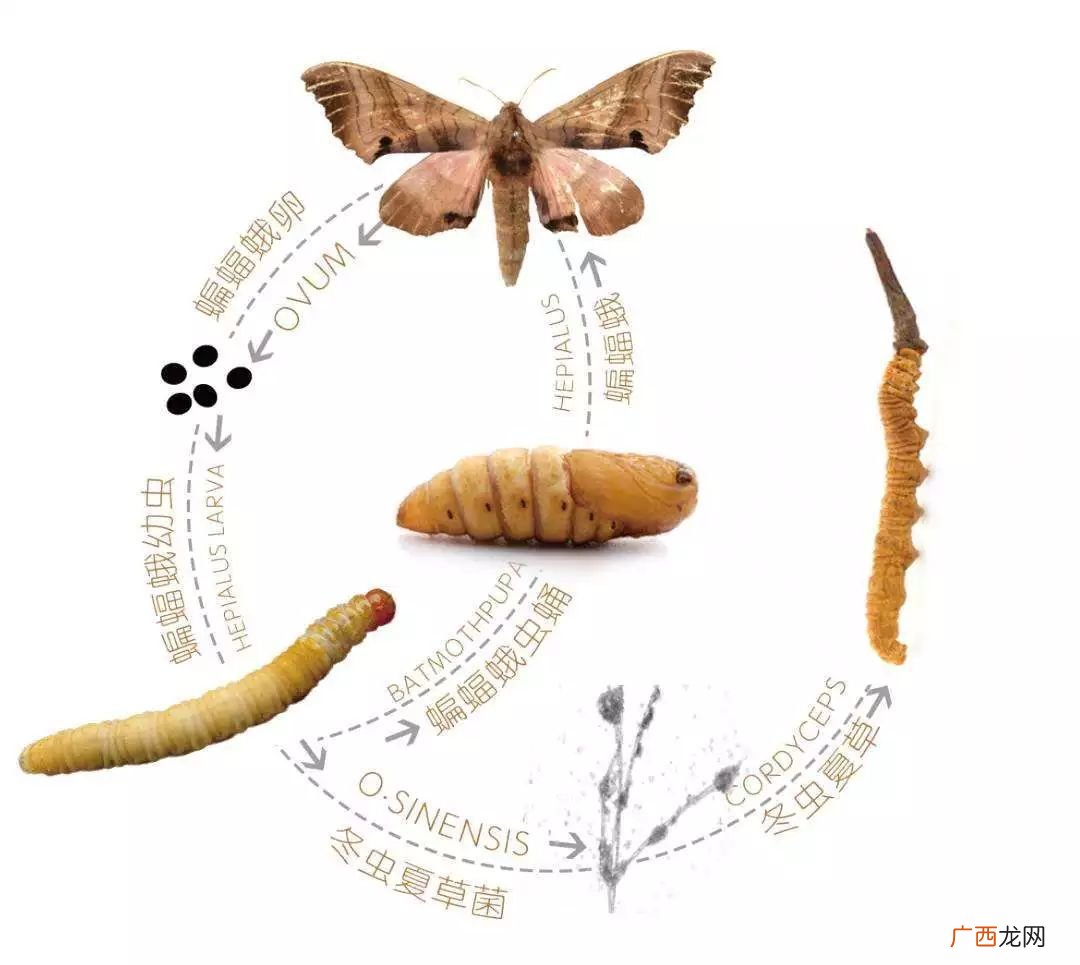 一个冬两个虫组成什么字,上面一个“冬”，下面两个“虫”，这个字念什么?什么意思？