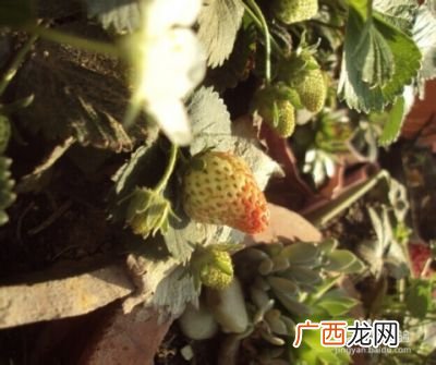 怎样才能使草莓多结果,四季草莓怎么培养果大？