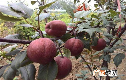 观赏的梨树有多少品种,东北梨树品种?