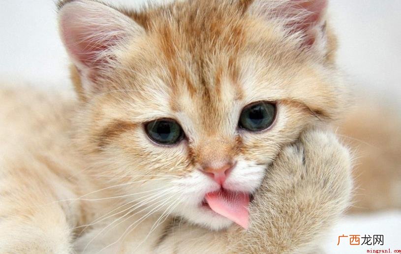 《猫》剧本简介有哪些
