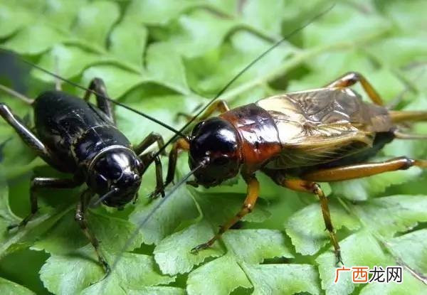 蟋蟀是蛐蛐吗,蟋蟀是不是昆虫？