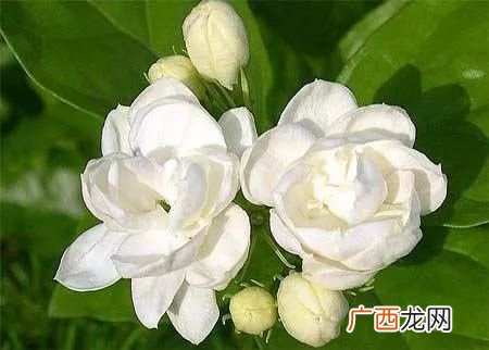茉莉花的属性,性温性寒性平的花草各有哪些？