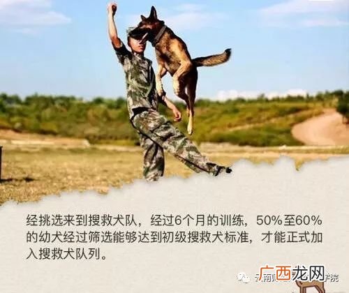 神兵奇犬一共多少集,奇兵神犬第一季播放顺序是哪些？