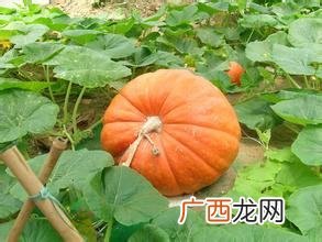 南瓜根的功效与作用,南瓜苗红根咋回事？