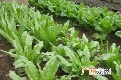 苦麦菜有几种,苦麦菜接触地面的地方开始烂，后逐渐整株死掉？