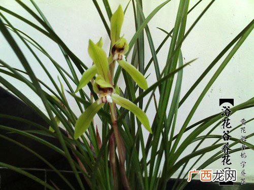 珠兰花的养殖方法是什么,珍珠兰怎么养?