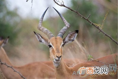 羚羊是什么动物啊,羚羊属于野兽类吗？