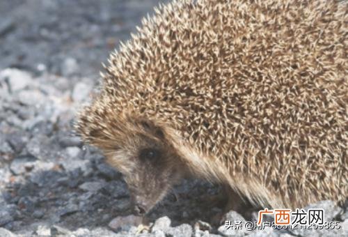 刺猬怎样饲养,怎么饲养刺猬？