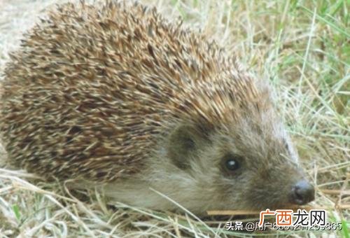 刺猬怎样饲养,怎么饲养刺猬？