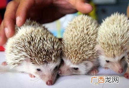 刺猬怎样饲养,怎么饲养刺猬？