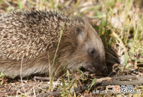 刺猬怎样饲养,怎么饲养刺猬？