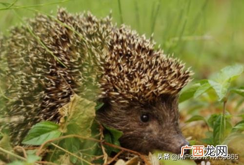 刺猬怎样饲养,怎么饲养刺猬？