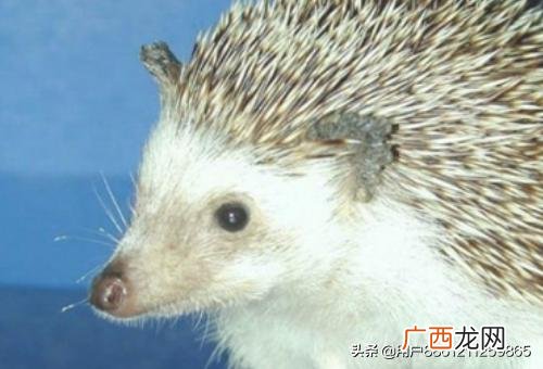 刺猬怎样饲养,怎么饲养刺猬？