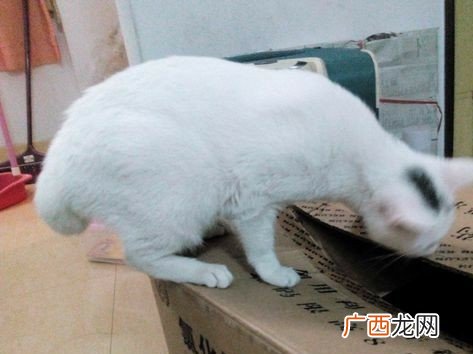 猫几个月做绝育比较好,一公一母两只猫什么时候绝育？